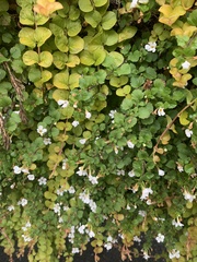 Chaenostoma cordatum