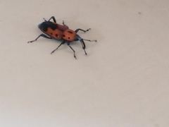 Rhodobaenus quinquepunctatus