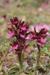 Anacamptis papilionacea