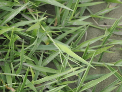 Urochloa subquadripara