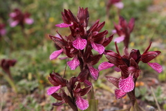 Anacamptis papilionacea