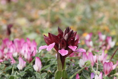 Anacamptis papilionacea
