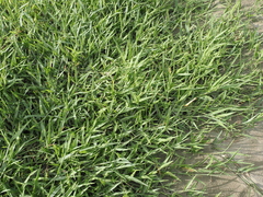 Urochloa subquadripara