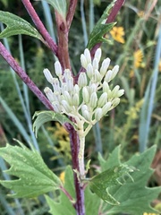 Arnoglossum atriplicifolium