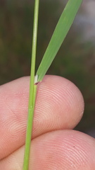 Calamagrostis varia