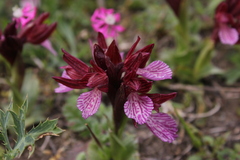 Anacamptis papilionacea