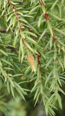 Oligotrophus juniperinus