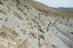 Nepeta parviflora