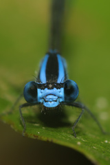Argia gaumeri