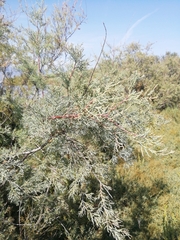 Juniperus turbinata