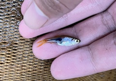 Trigonostigma truncata