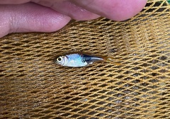 Trigonostigma truncata