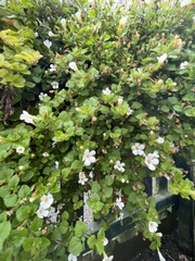 Chaenostoma cordatum