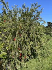 Melaleuca viminalis viminalis