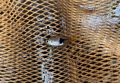 Trigonostigma truncata