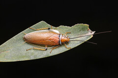 Ellipsidion