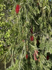 Melaleuca viminalis viminalis