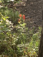 Canna indica
