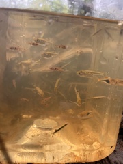 Trigonostigma truncata