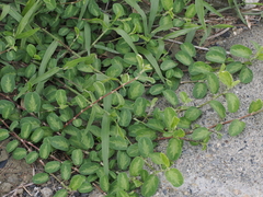 Alysicarpus ovalifolius