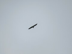 Haliaeetus vocifer
