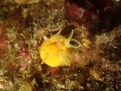 Balanophyllia regia