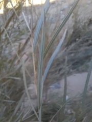 Salix exigua