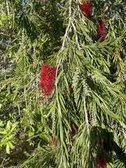 Melaleuca viminalis viminalis