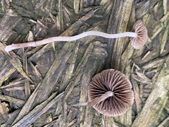 Panaeolus foenisecii