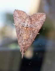 Hypena scabra