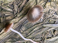 Panaeolus foenisecii
