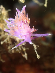 Flabellina affinis
