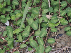 Alysicarpus ovalifolius