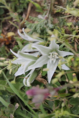 Ornithogalum