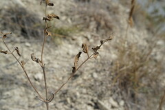 Nepeta parviflora