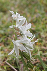 Ornithogalum