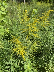Solidago canadensis