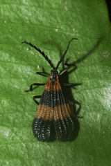 Calopteron bifasciatum