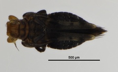 Retithrips javanicus