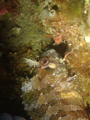 Parablennius gattorugine