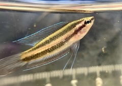 Swamp Licorice Gourami photo 1