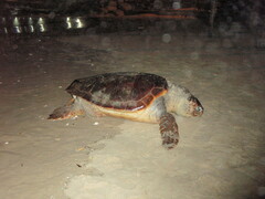 Caretta caretta