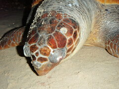 Caretta caretta