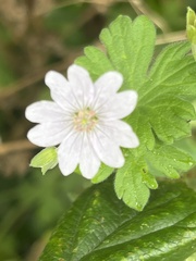 Geranium pusillum