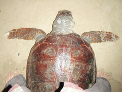 Caretta caretta