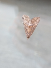 Hypena scabra