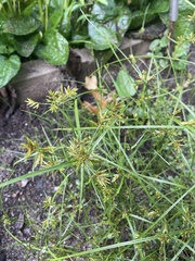 Cyperus