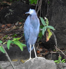 Egretta caerulea