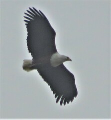 Haliaeetus vocifer