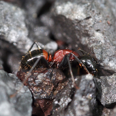 Camponotus obscuripes